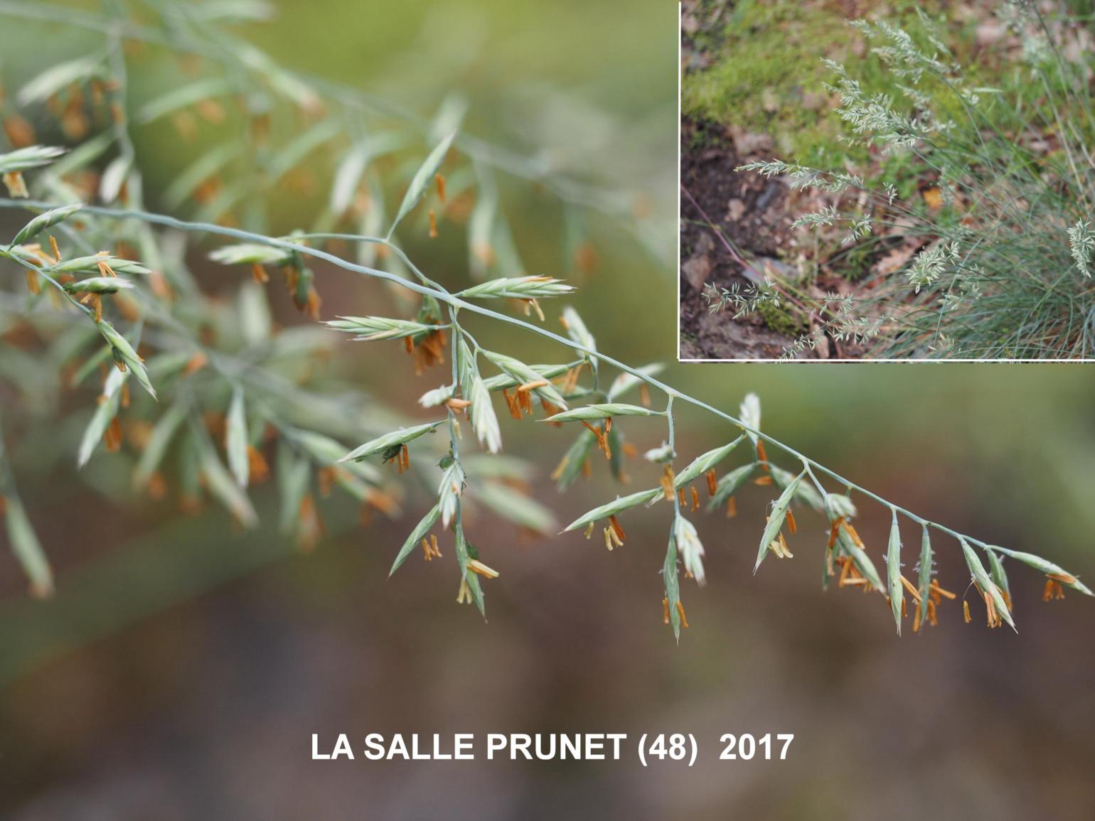 Fescue, (Auvergne)